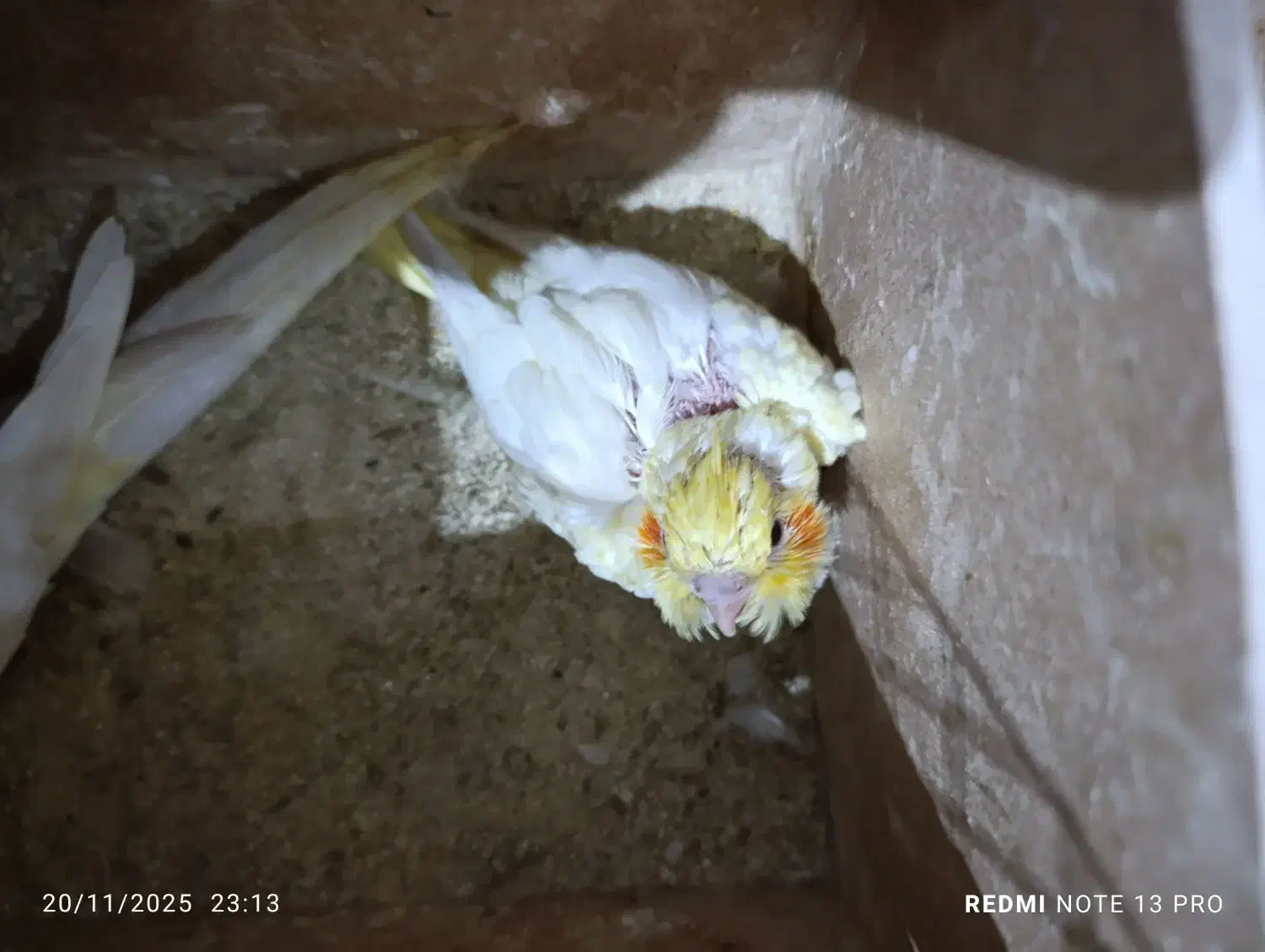 عروس هلندی سرلاکی لوتینو|پرنده|شادگان, |دیوار