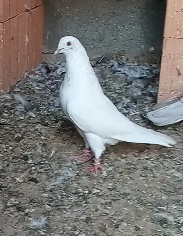 کبوتر پرشی|پرنده|گمیشان, |دیوار