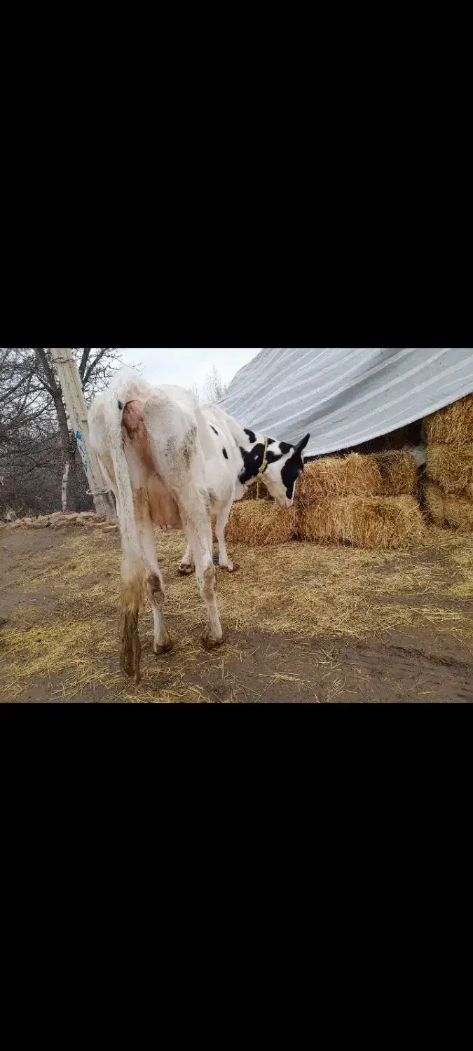 گاو آبستن|حیوانات مزرعه|مشگین شهر, |دیوار