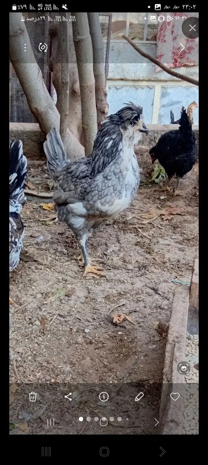 مرغ گلین|حیوانات|نظرآباد, نظرآباد|دیوار