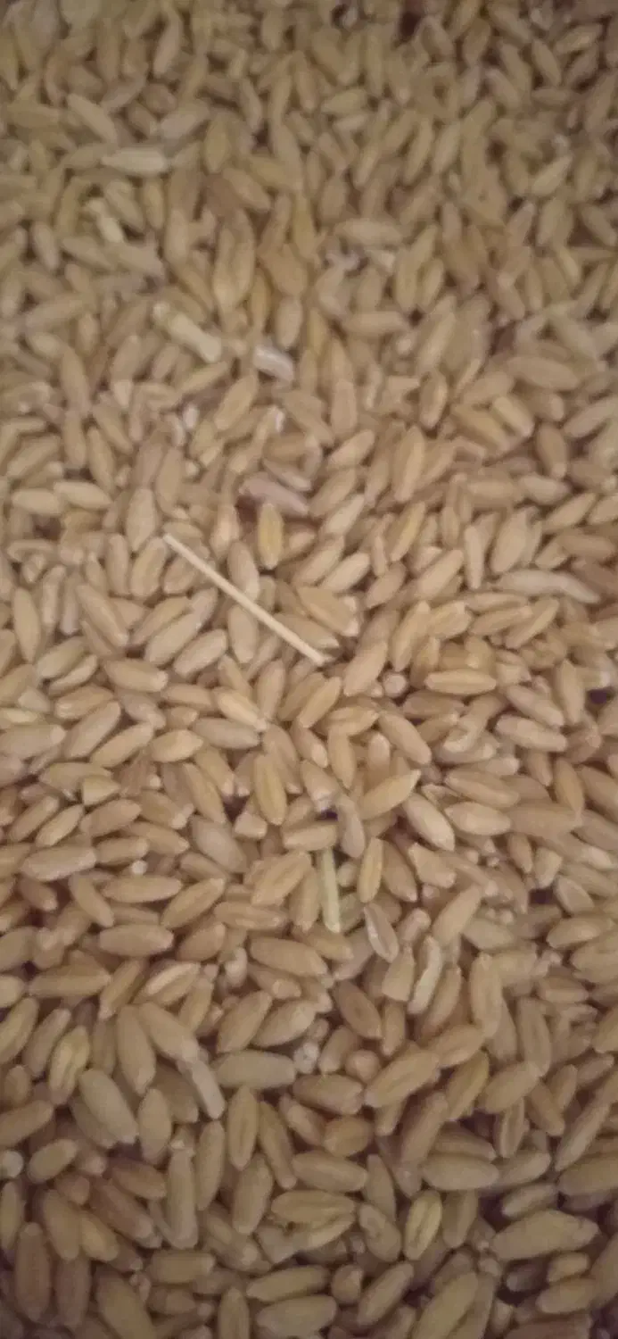 گندم .جو دیمی بذری درشت.|لوازم جانبی حیوانات|کبودرآهنگ, |دیوار