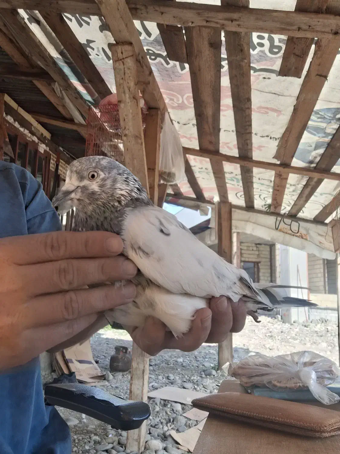 کبوتر پروازی|پرنده|رشت, کوی مهر|دیوار