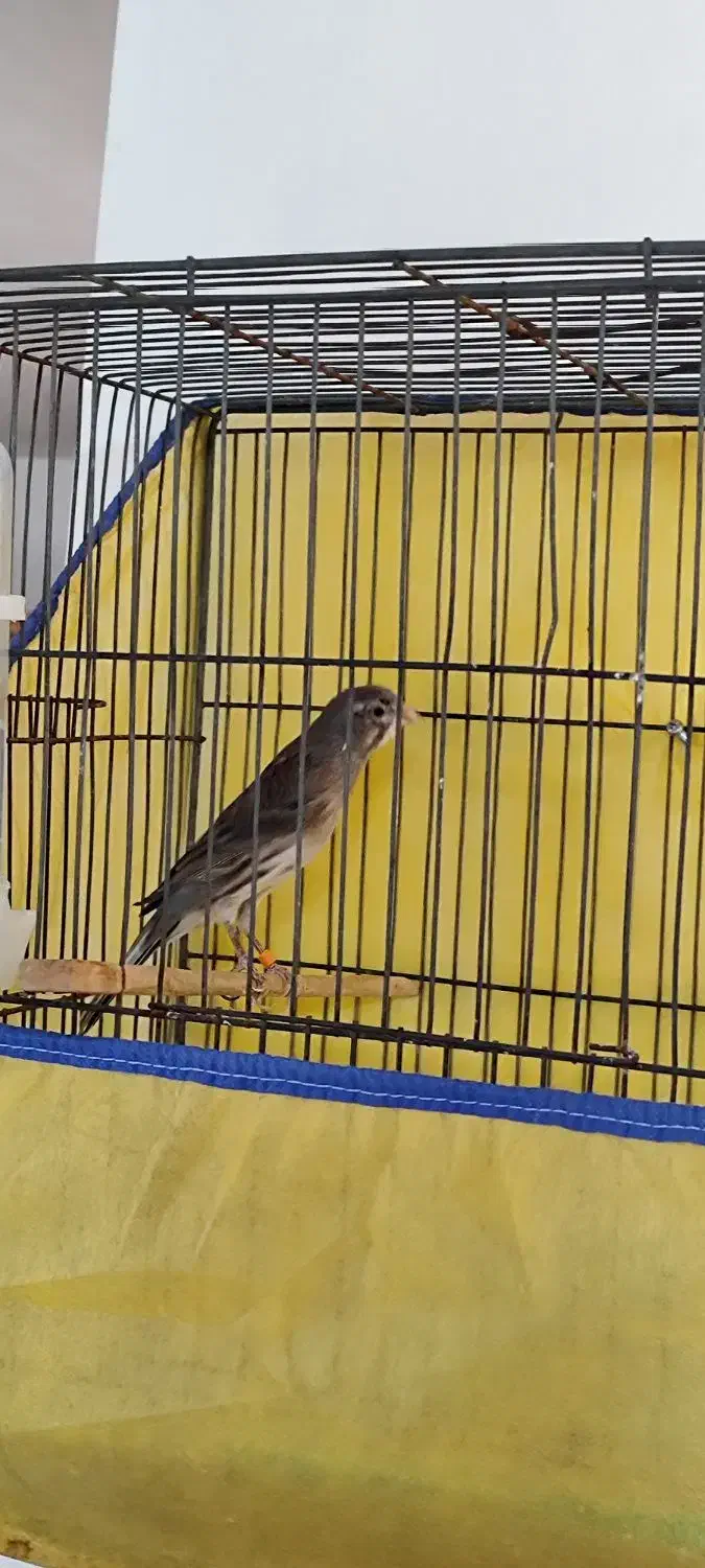 قناری نر مست مست|پرنده|بروجرد, |دیوار