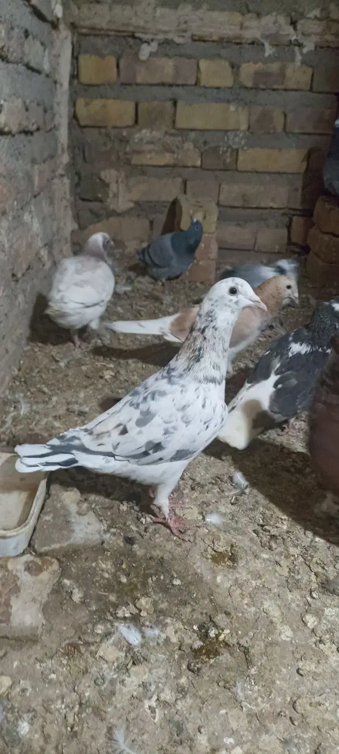 سار هفت رنگ و سار سبز .|پرنده|تایباد, |دیوار