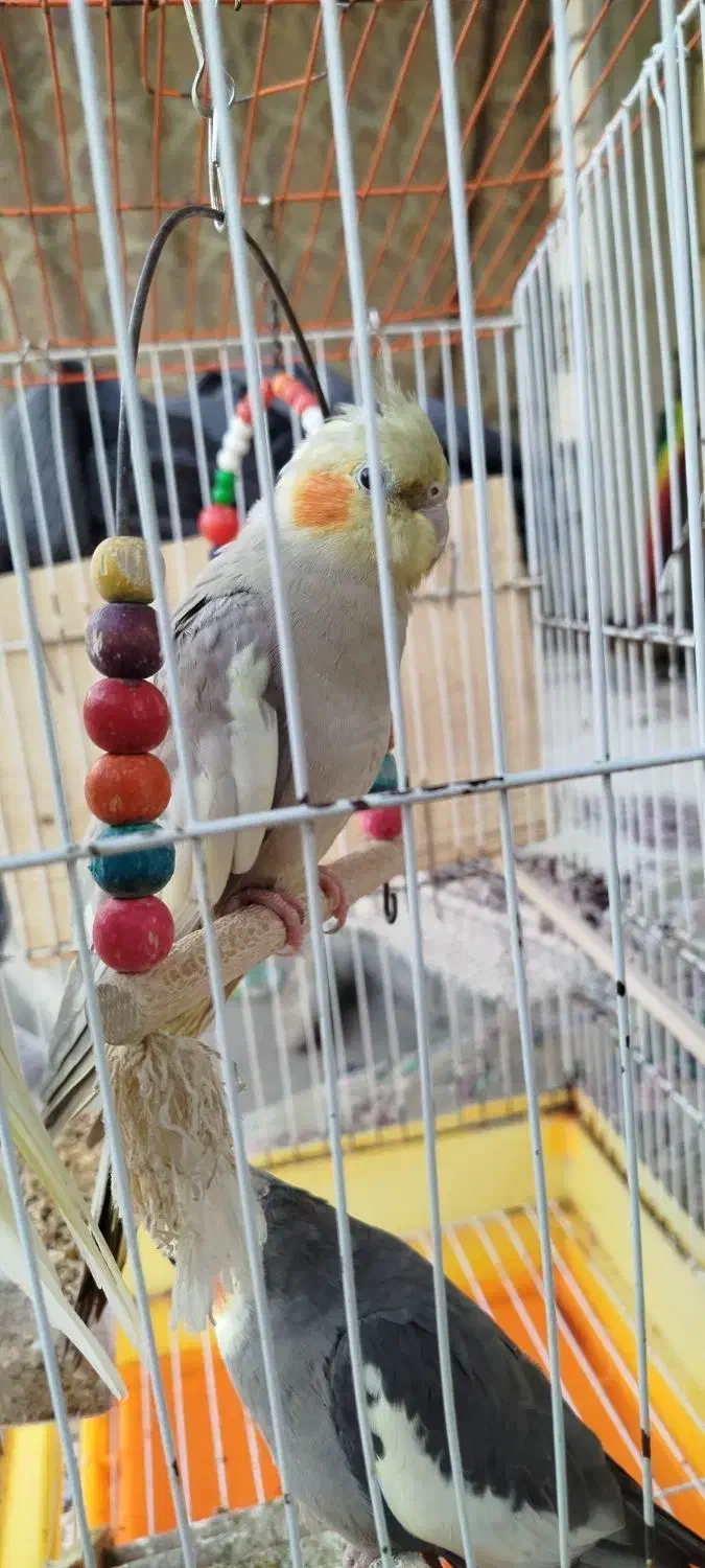 عروس. هلندی|پرنده|کوچصفهان, |دیوار