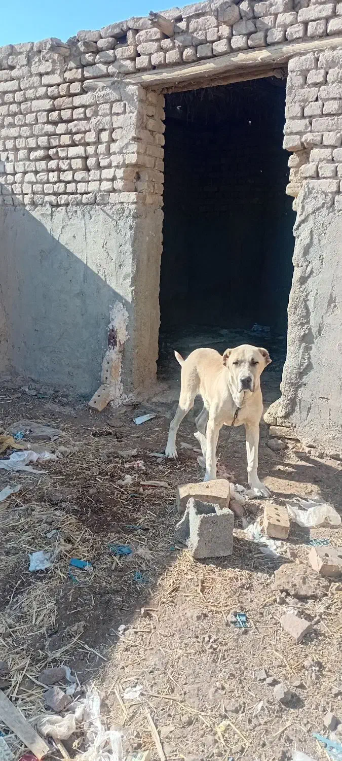 سگس|سگ|طاغنکوه, |دیوار