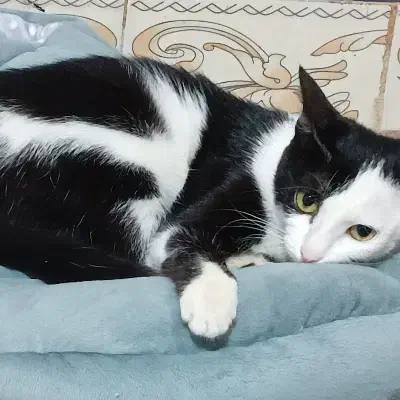 گمشده|حیوانات|ایرانشهر, |دیوار