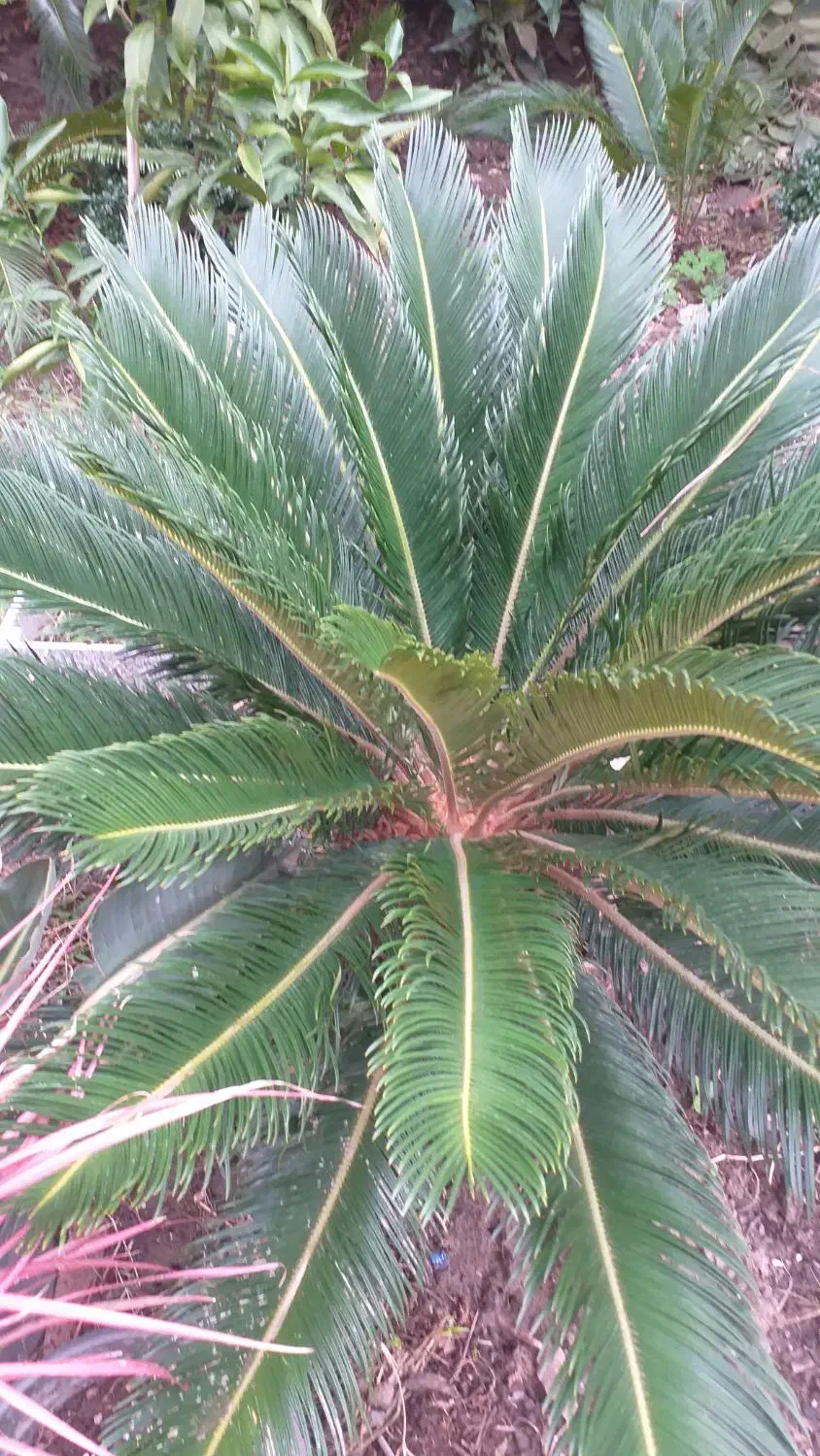 فروش برگ هاوایی و برگ سیکاس مخصوص گل فروش ها|گل و گیاه طبیعی|رامسر, |دیوار