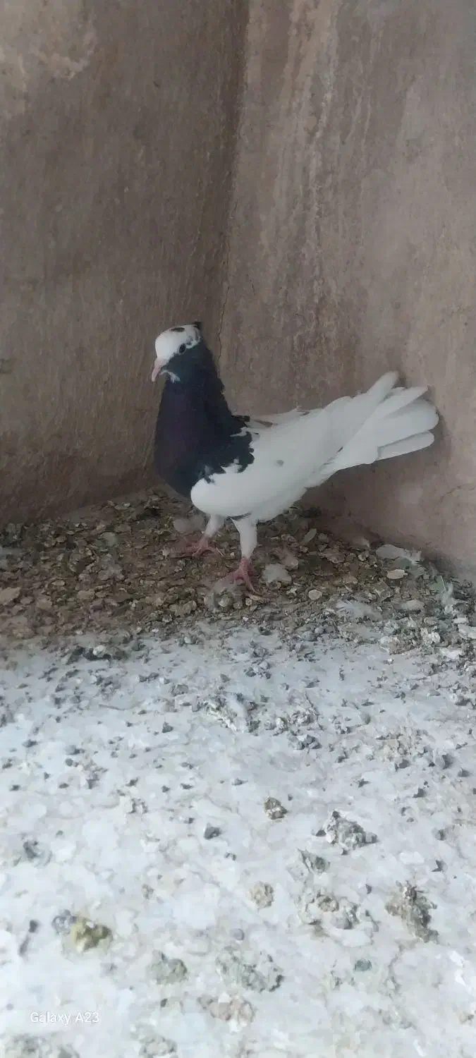 کفتر کبوتر طوقی سه بر قفل|پرنده|شیراز, پارک کوهستانی بوستان|دیوار