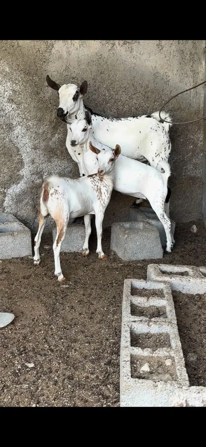 بزغاله قشنگ|حیوانات مزرعه|خرمشهر, |دیوار