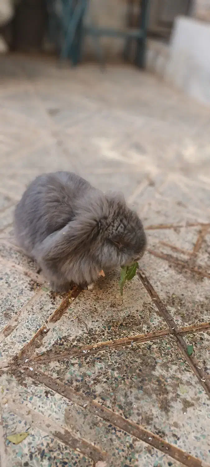 خرگوش لوپ|موش و خرگوش|اصفهان, جاوان|دیوار