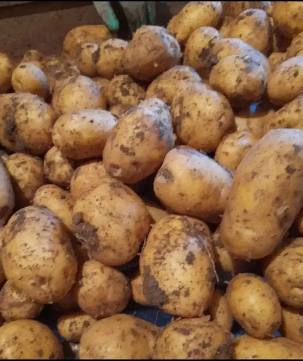 سیب زمینی|خوردنی و آشامیدنی|فیروزآباد (لرستان), |دیوار