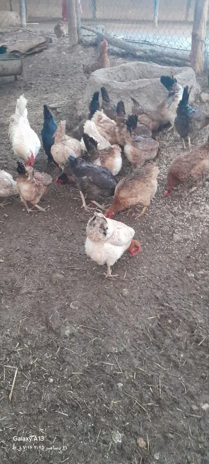 مرغ و خروس وبارنه|حیوانات مزرعه|گتوند, |دیوار