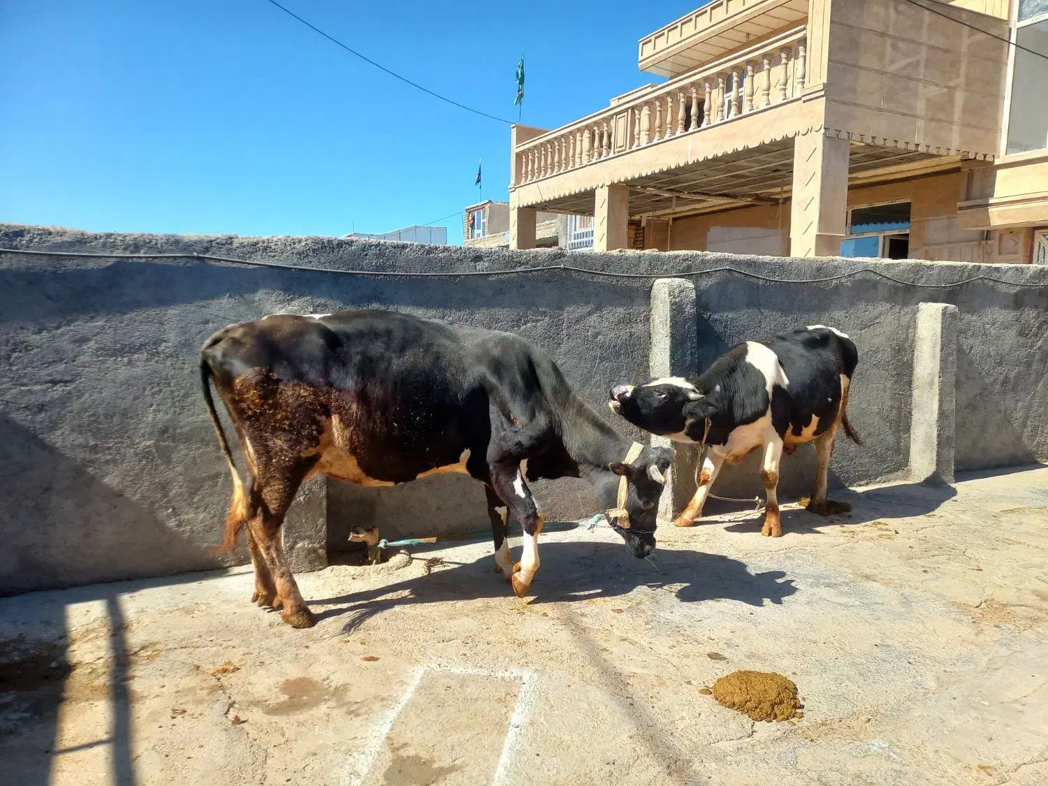 گاو گوساله|حیوانات مزرعه|حمیل, |دیوار