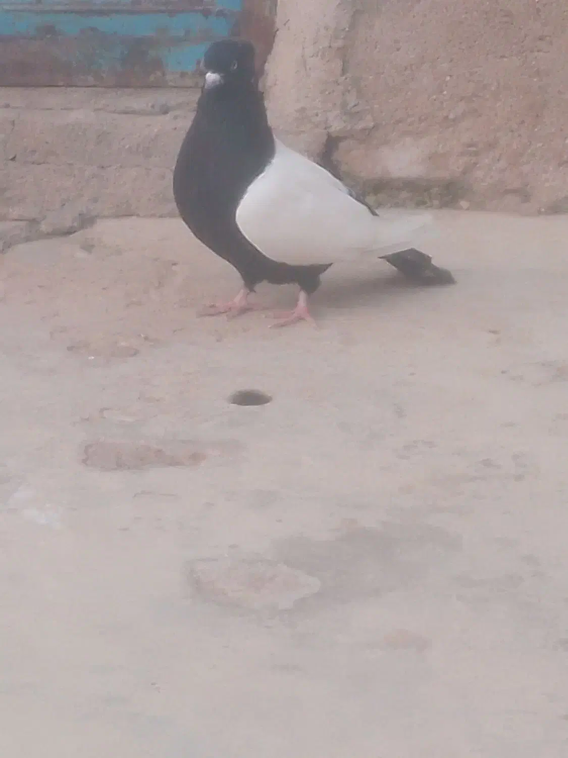 سینه ای|پرنده|مسجد سلیمان, |دیوار