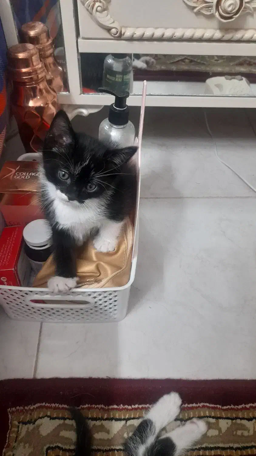 بچه گربه واگذاری|گربه|فولادشهر, مسکن مهر فولادشهر|دیوار