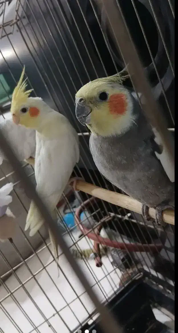 عروس هلندی|پرنده|جم, |دیوار