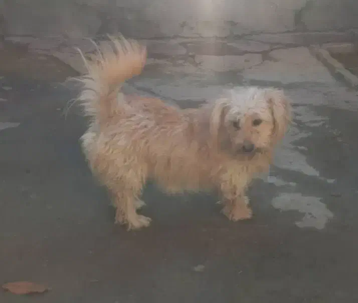 پاکوتاه شیتزو|سگ|تبریز, |دیوار