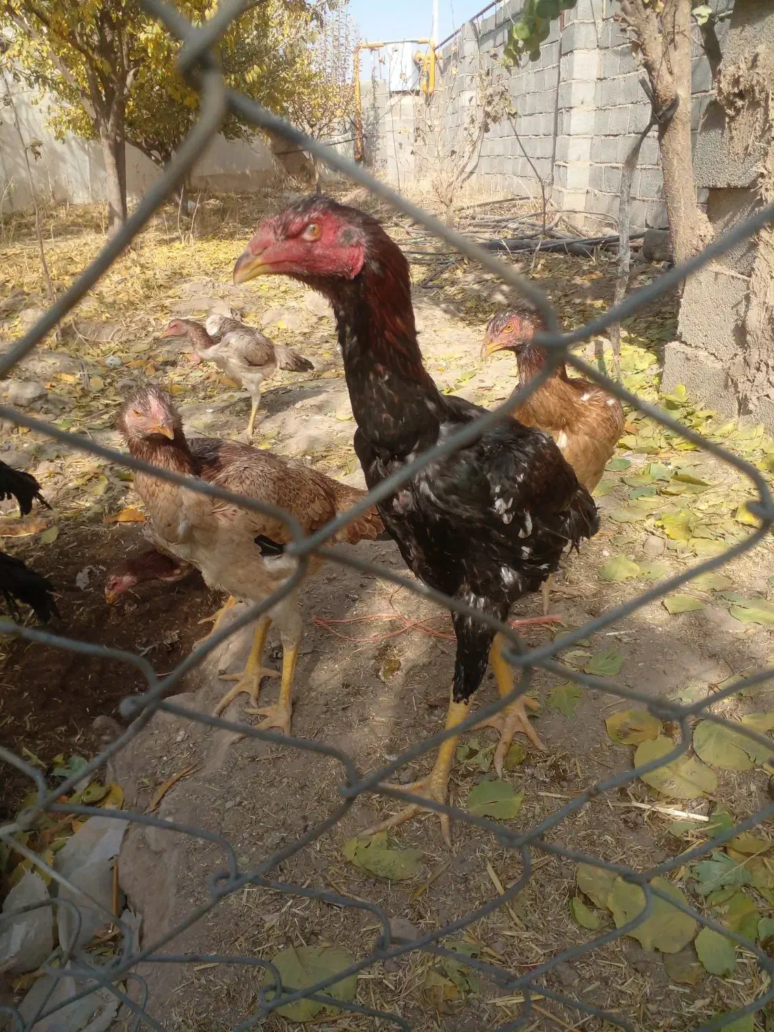 سلام  ۷ عدد جوجه اوشامو|حیوانات مزرعه|طرقبه, |دیوار