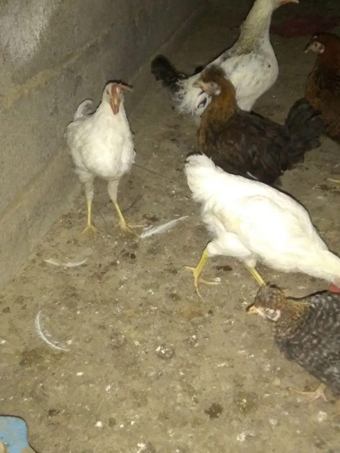 مرغ و خروس|حیوانات مزرعه|رشت, کوی قدس|دیوار