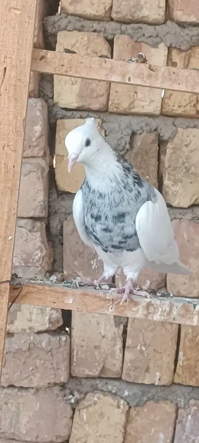 کبوتر طوقی|پرنده|سیستان, |دیوار