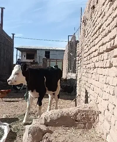 گوساله ماده|حیوانات مزرعه|جوین, |دیوار