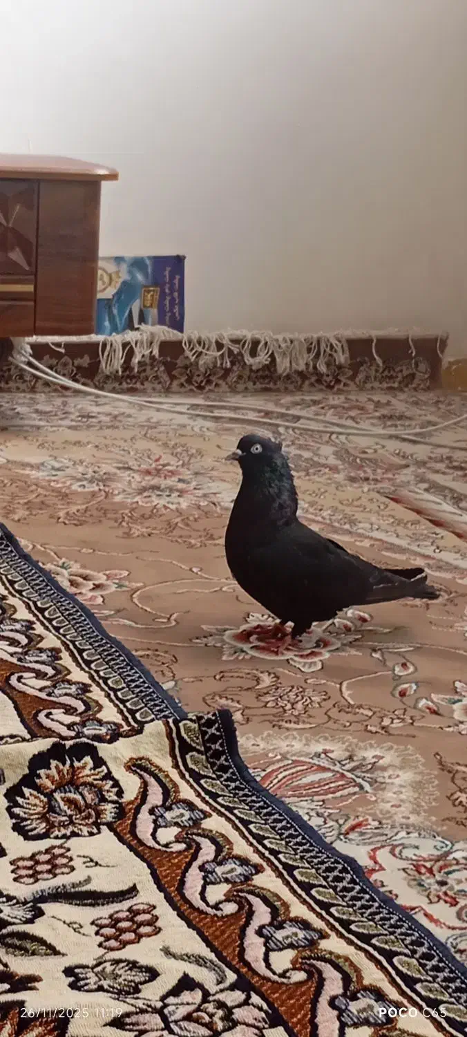 کبوتر|پرنده|بم, |دیوار