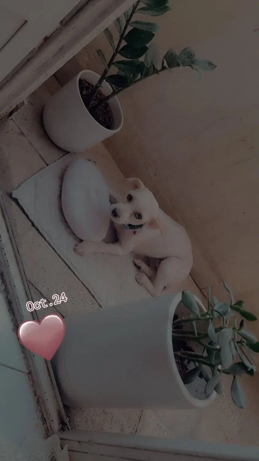 گمشده شیتزو سفید|سگ|فردیس, شهرک سپاه|دیوار