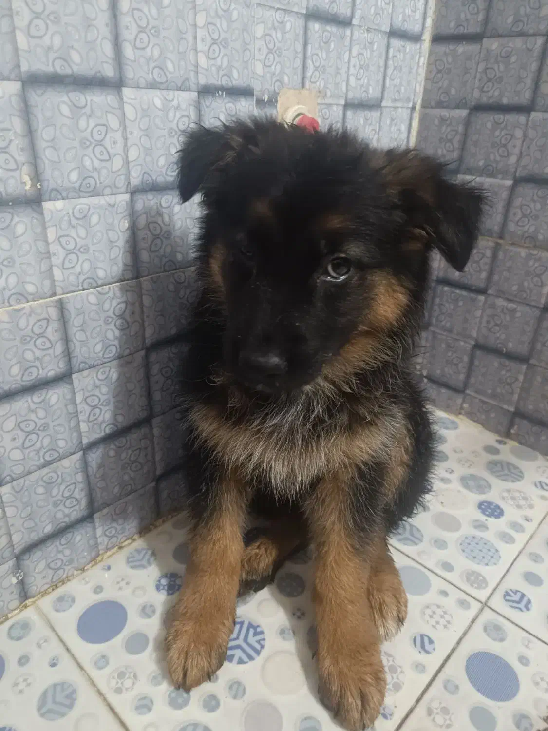 ژرمن شپرد شیبدار مو بلند کینگ بدون ریزش مو...|سگ|پاکدشت, پاکدشت (مامازند)|دیوار