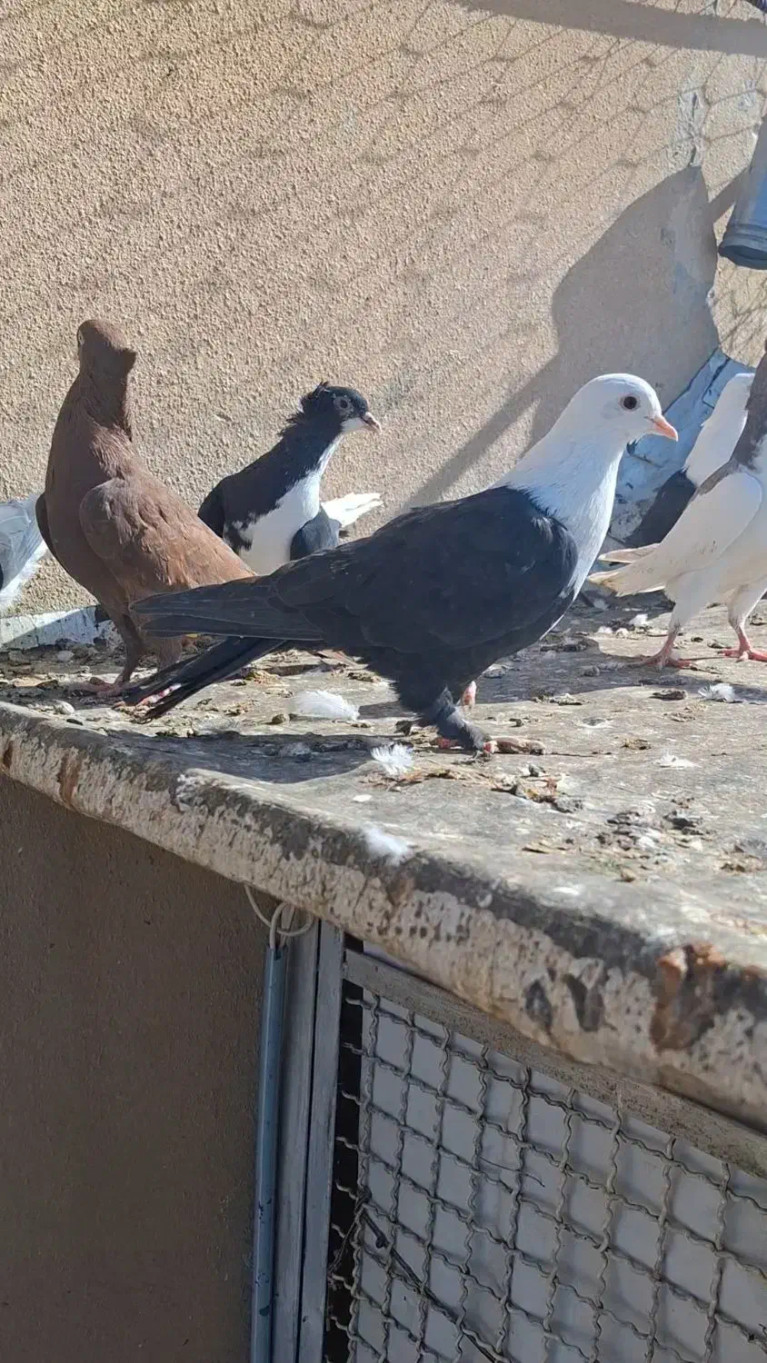 کبوتر|پرنده|شهرآباد, |دیوار