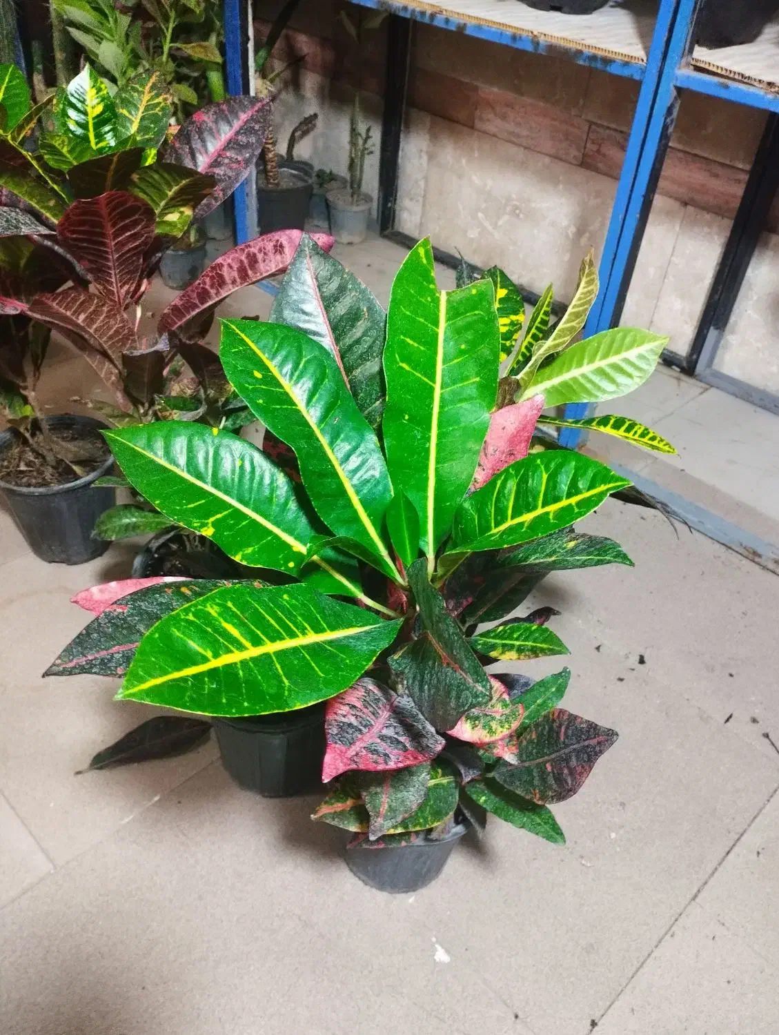 گل و گیاه|گل و گیاه طبیعی|آران و بیدگل, |دیوار