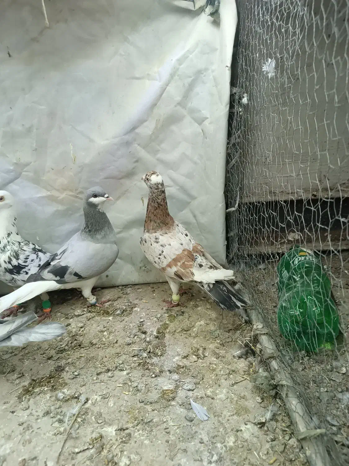 سار|پرنده|تربت‌حیدریه, پائین ولایت|دیوار