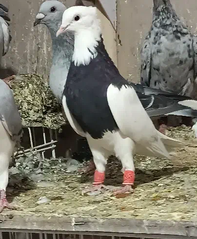 کبوتر طوقی طوق سیاه|پرنده|شیراز, باجگاه|دیوار