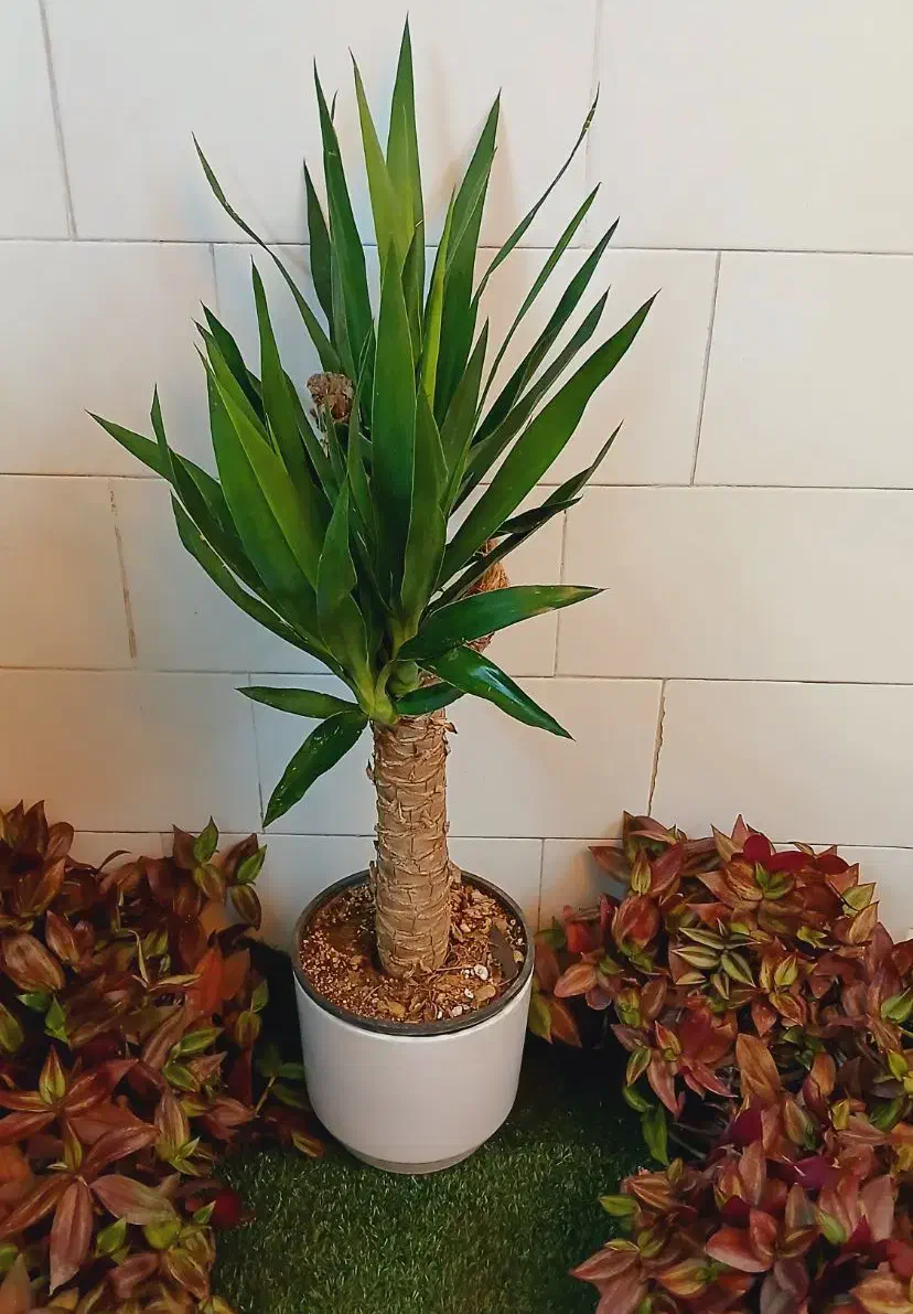 دیفن یوکا بنجامین فیکوس شفلرا پتوس آگلونما تراریوم|گل و گیاه طبیعی|قم, سنگ بند|دیوار