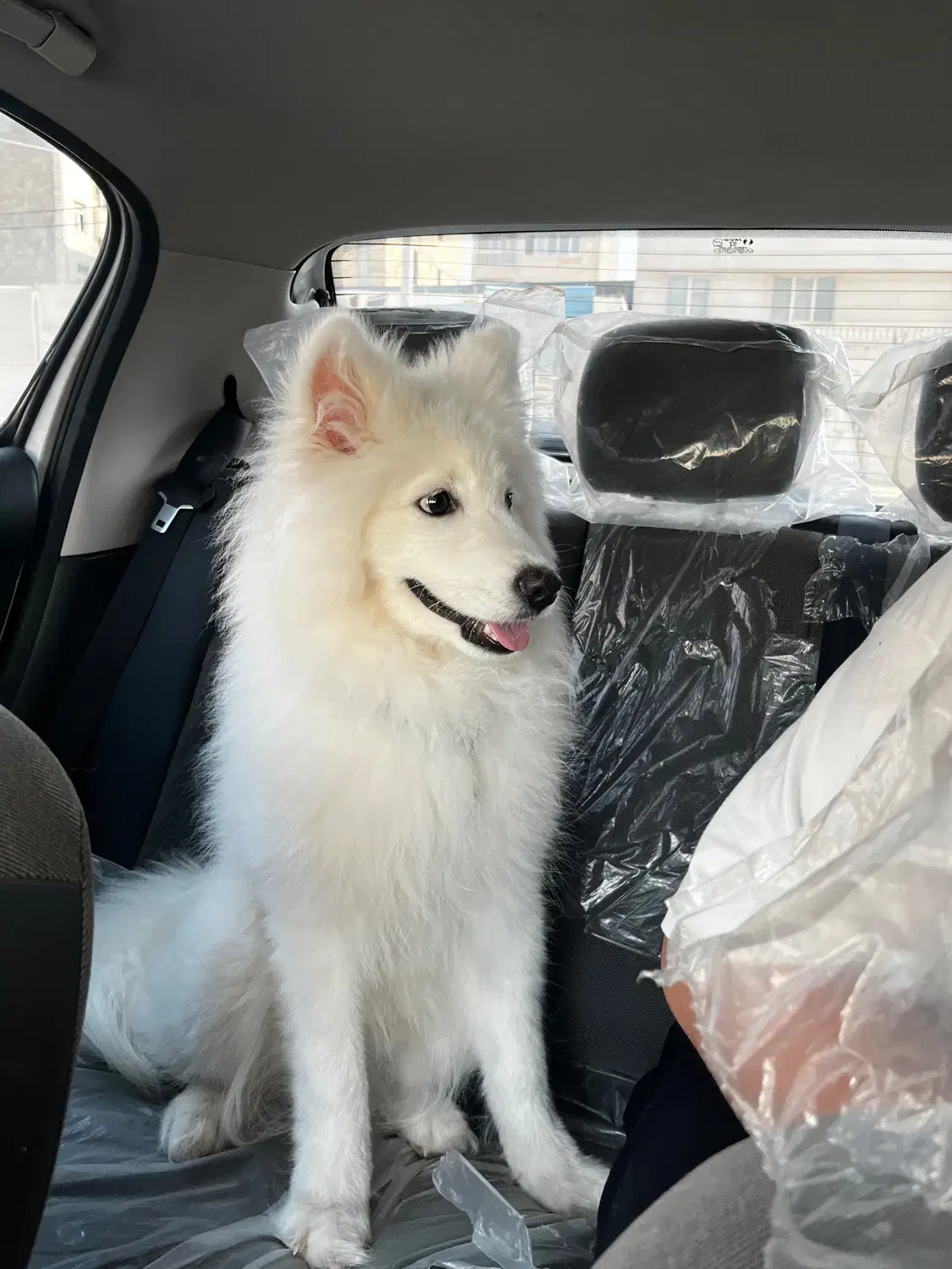 سامویید اصیل نژاد (خط خون بالا)|سگ|بندرعباس, |دیوار