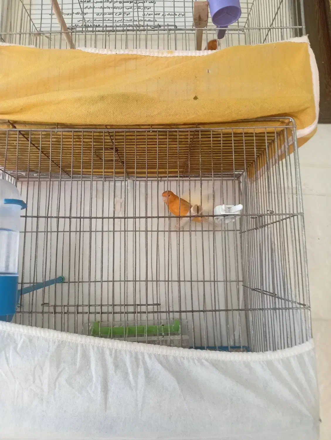 قناری|پرنده|فولادشهر, B7|دیوار