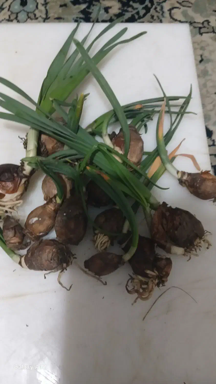 پیازچه گل نرگس|گل و گیاه طبیعی|گنبد کاووس, |دیوار