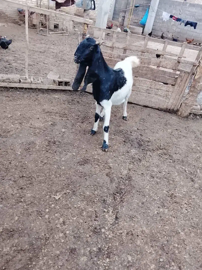 بزپاکستانی ابستن دوقلو|حیوانات مزرعه|آق قلا, |دیوار