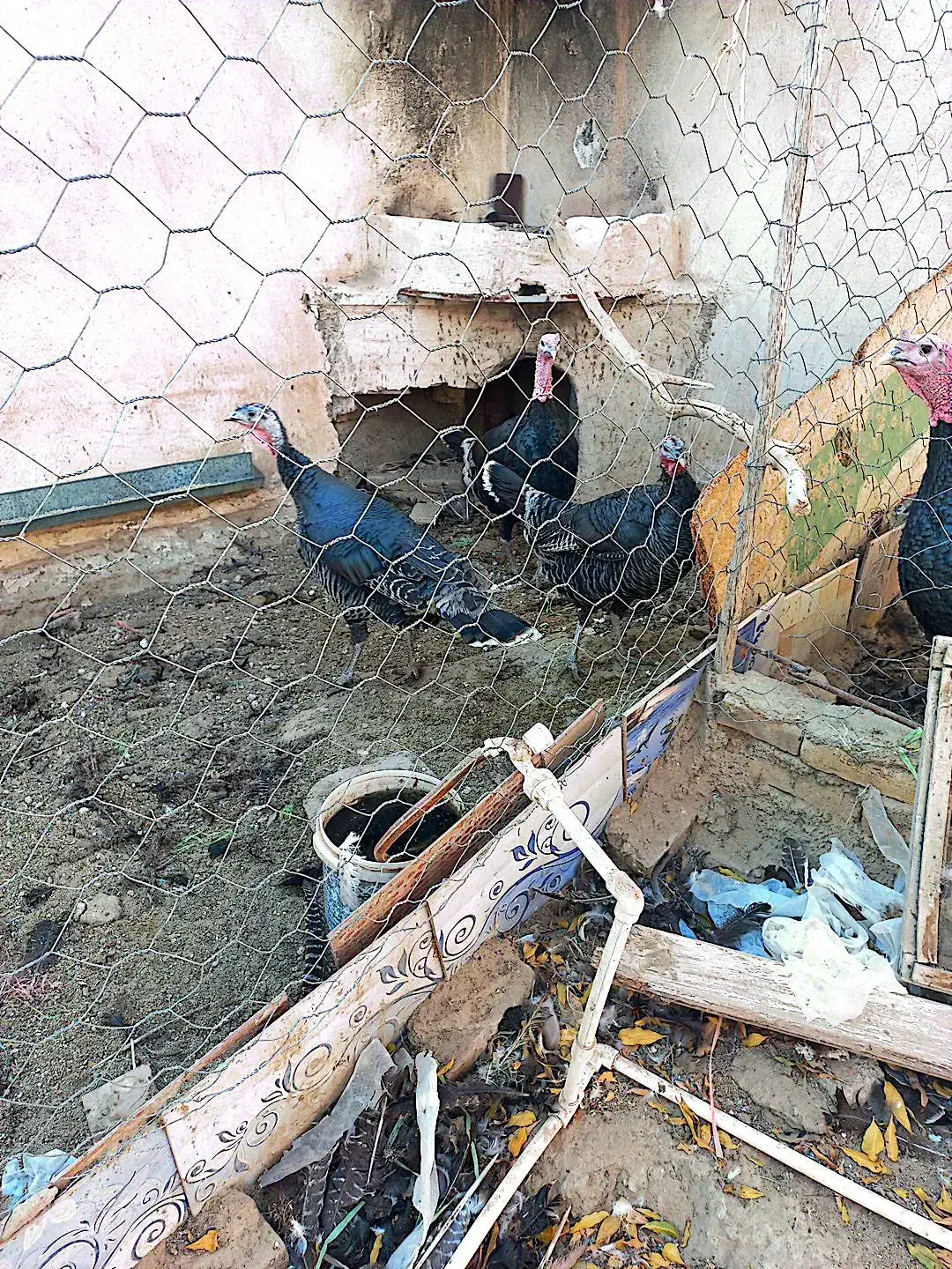 فروش تعدادی غاز وبوقلمون ،خرگوش لپوغیره|حیوانات مزرعه|سبزوار, ابوریحان|دیوار