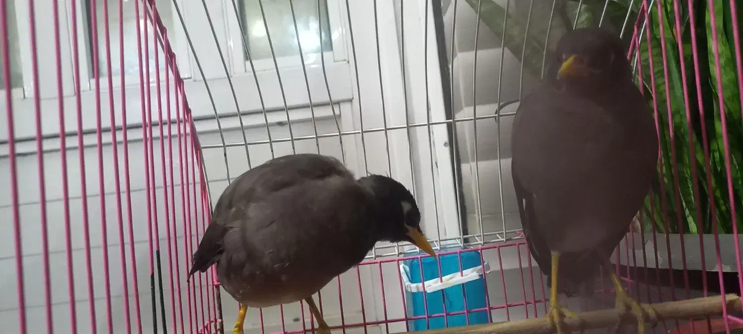 فروش ۲عددمرغ مینا با لوازم|پرنده|کلاله, |دیوار