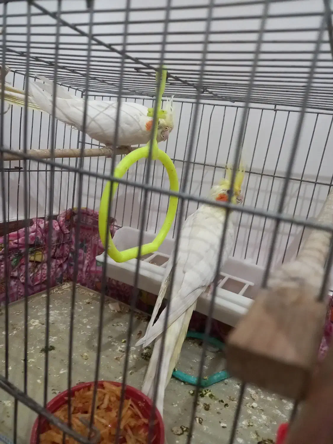 عروس هلندی مولد به تضمین|پرنده|مراغه, |دیوار