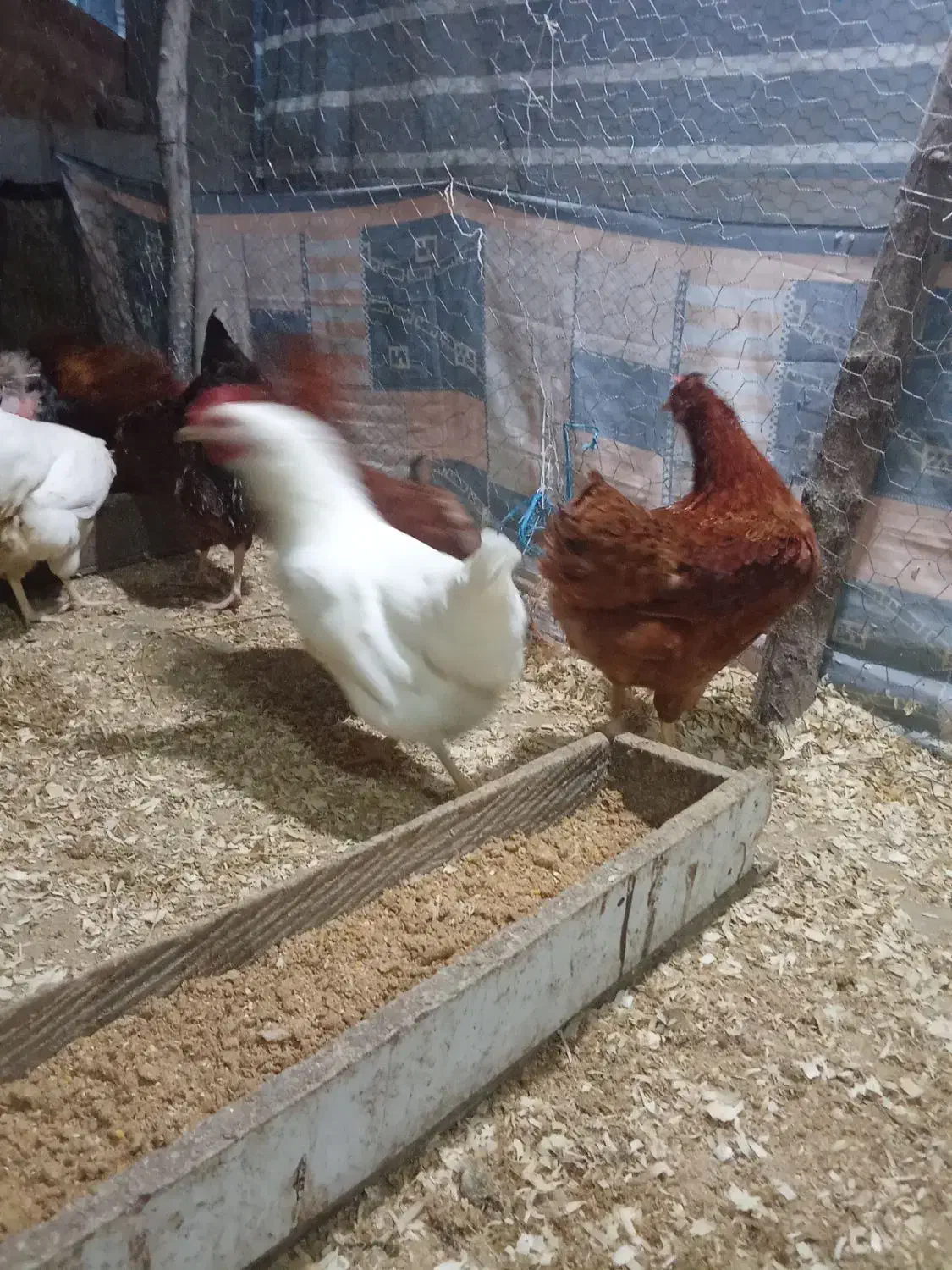 فروش مرغ تخم گذارواردک اسراییلی۳ماهه|حیوانات مزرعه|لیسار, |دیوار