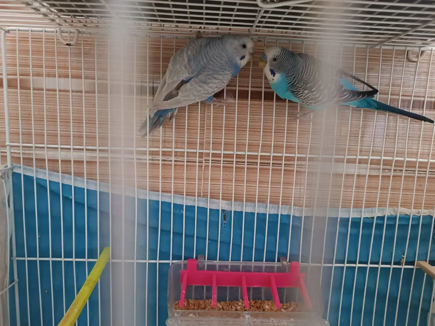 پرنده|پرنده|تربت جام, نظامی|دیوار