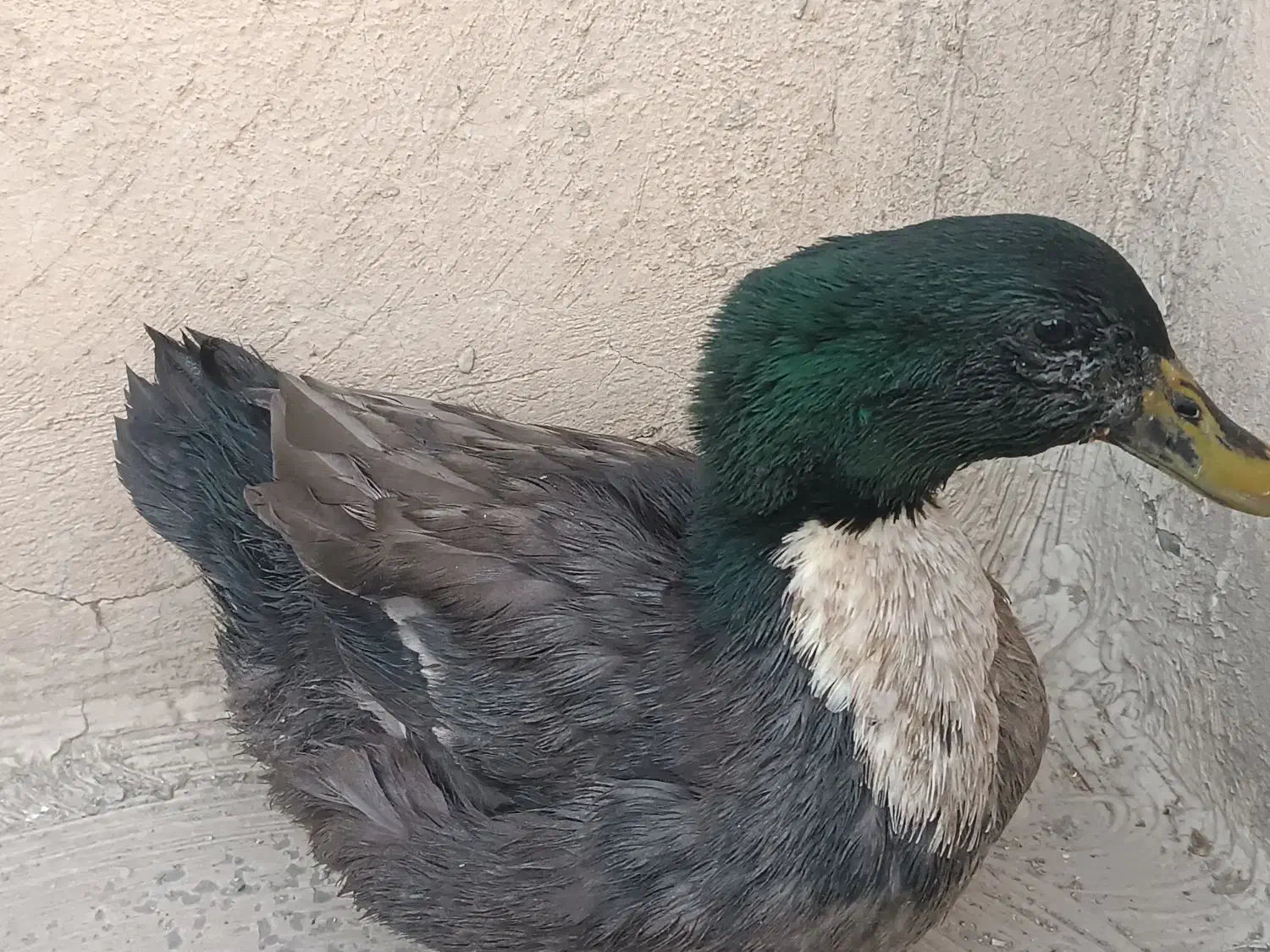 اردک  تزئینی و ارگانیک|حیوانات مزرعه|تهران, سجاد|دیوار