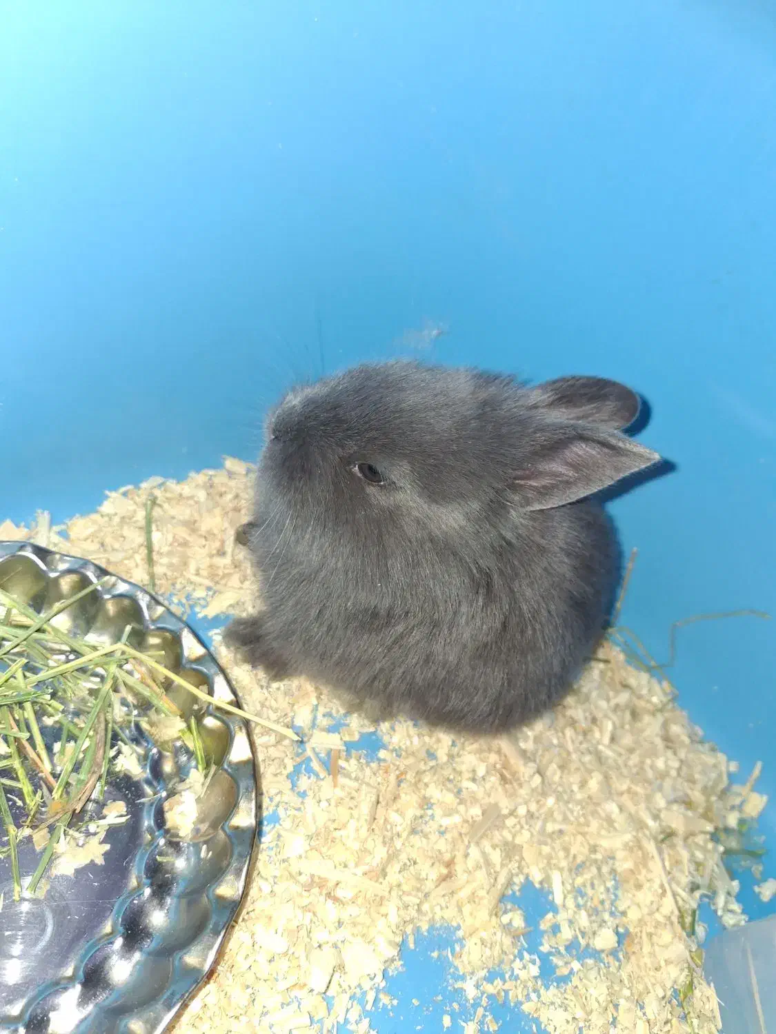 خرگوش لوپ مینیاتوری|موش و خرگوش|اراک, |دیوار