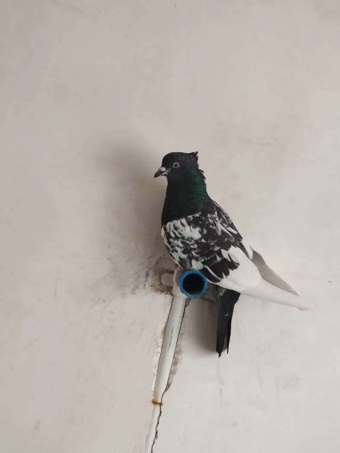 کفتر سینه|پرنده|چناران, |دیوار