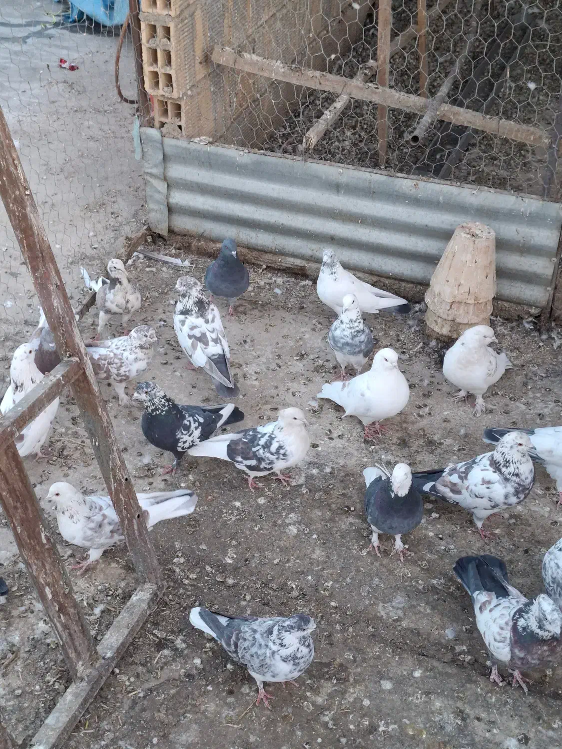 کفتر فروشی|پرنده|داران, |دیوار