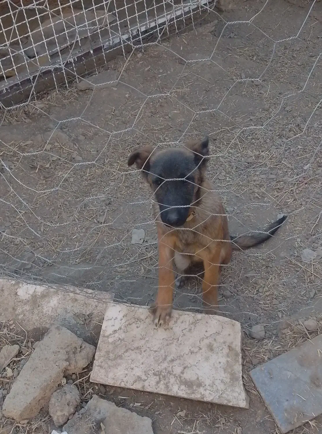 سگ مالینویز اصیل بلژیک|سگ|مشهد, چاهشک|دیوار