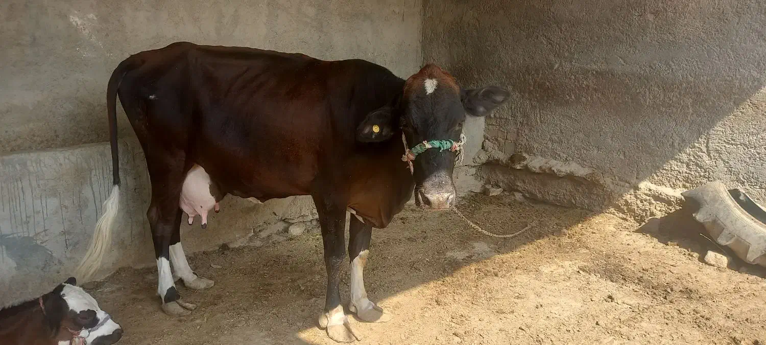 گاوباگوساله ماده|حیوانات مزرعه|زابل, |دیوار