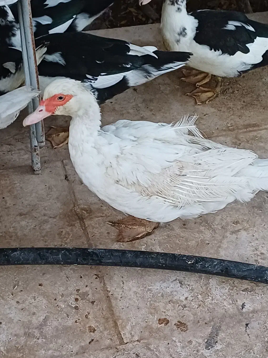 اردک اسراییلی|حیوانات مزرعه|کهک, |دیوار